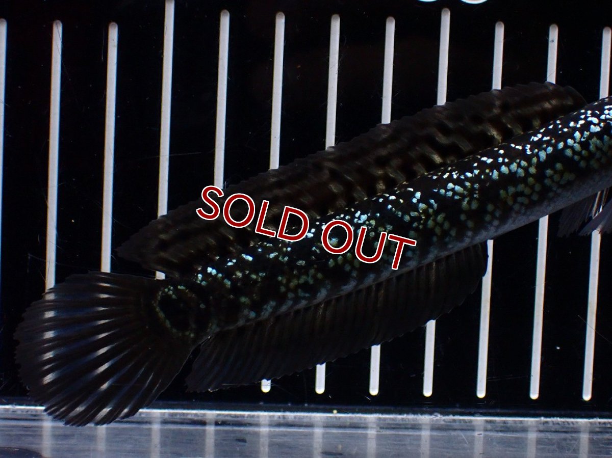 画像6: 【淡水魚】【通販】激レア No3 藍天目(Blue tenmoku)【個体販売】(±12cm)(大型魚・スネークヘッド)(生体)(熱帯魚)NKO (6)