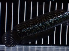 画像6: 【淡水魚】【通販】激レア No3 藍天目(Blue tenmoku)【個体販売】(±12cm)(大型魚・スネークヘッド)(生体)(熱帯魚)NKO (6)