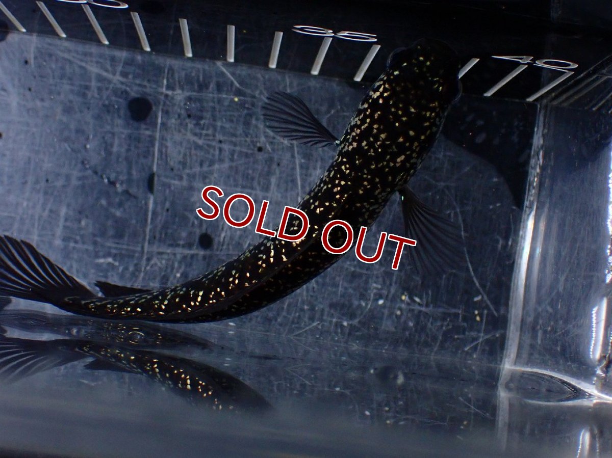 画像7: 【淡水魚】【通販】激レア No3 藍天目(Blue tenmoku)【個体販売】(±12cm)(大型魚・スネークヘッド)(生体)(熱帯魚)NKO (7)