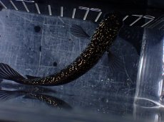 画像7: 【淡水魚】【通販】激レア No3 藍天目(Blue tenmoku)【個体販売】(±12cm)(大型魚・スネークヘッド)(生体)(熱帯魚)NKO (7)