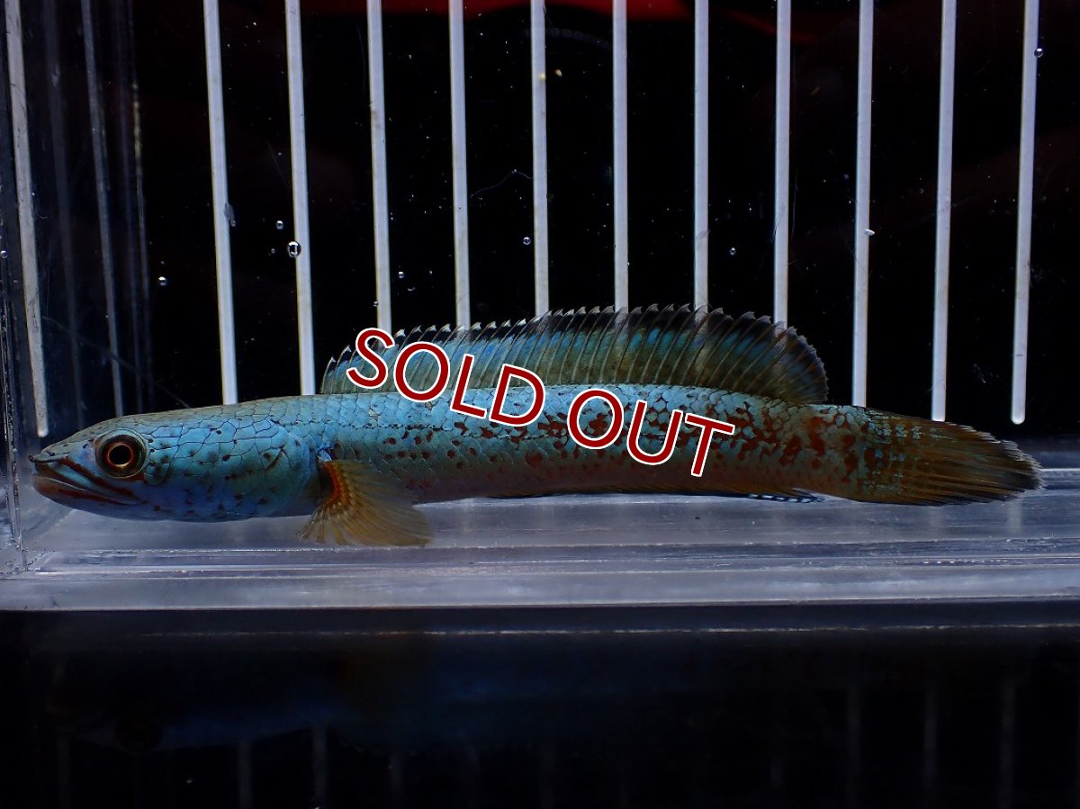 画像1: 【淡水魚】【通販】極上個体 極青 No1 チャンナ sp ゴールドダスト【個体販売】(±10cm)(生体)(熱帯魚)NKO (1)