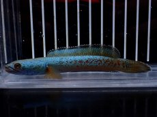 画像1: 【淡水魚】【通販】極上個体 極青 No1 チャンナ sp ゴールドダスト【個体販売】(±10cm)(生体)(熱帯魚)NKO (1)