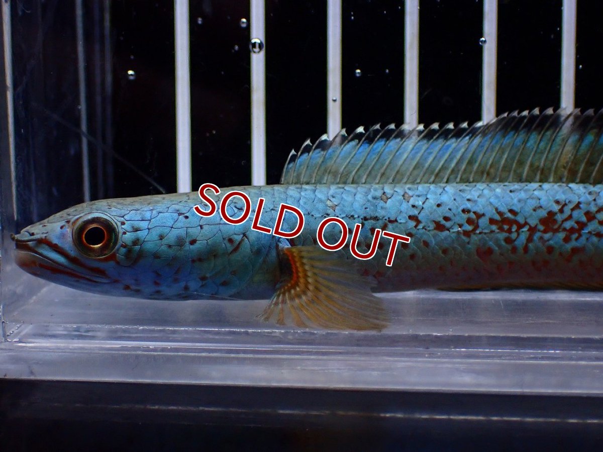 画像2: 【淡水魚】【通販】極上個体 極青 No1 チャンナ sp ゴールドダスト【個体販売】(±10cm)(生体)(熱帯魚)NKO (2)