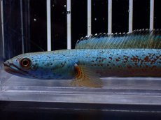 画像2: 【淡水魚】【通販】極上個体 極青 No1 チャンナ sp ゴールドダスト【個体販売】(±10cm)(生体)(熱帯魚)NKO (2)