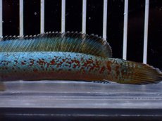画像3: 【淡水魚】【通販】極上個体 極青 No1 チャンナ sp ゴールドダスト【個体販売】(±10cm)(生体)(熱帯魚)NKO (3)