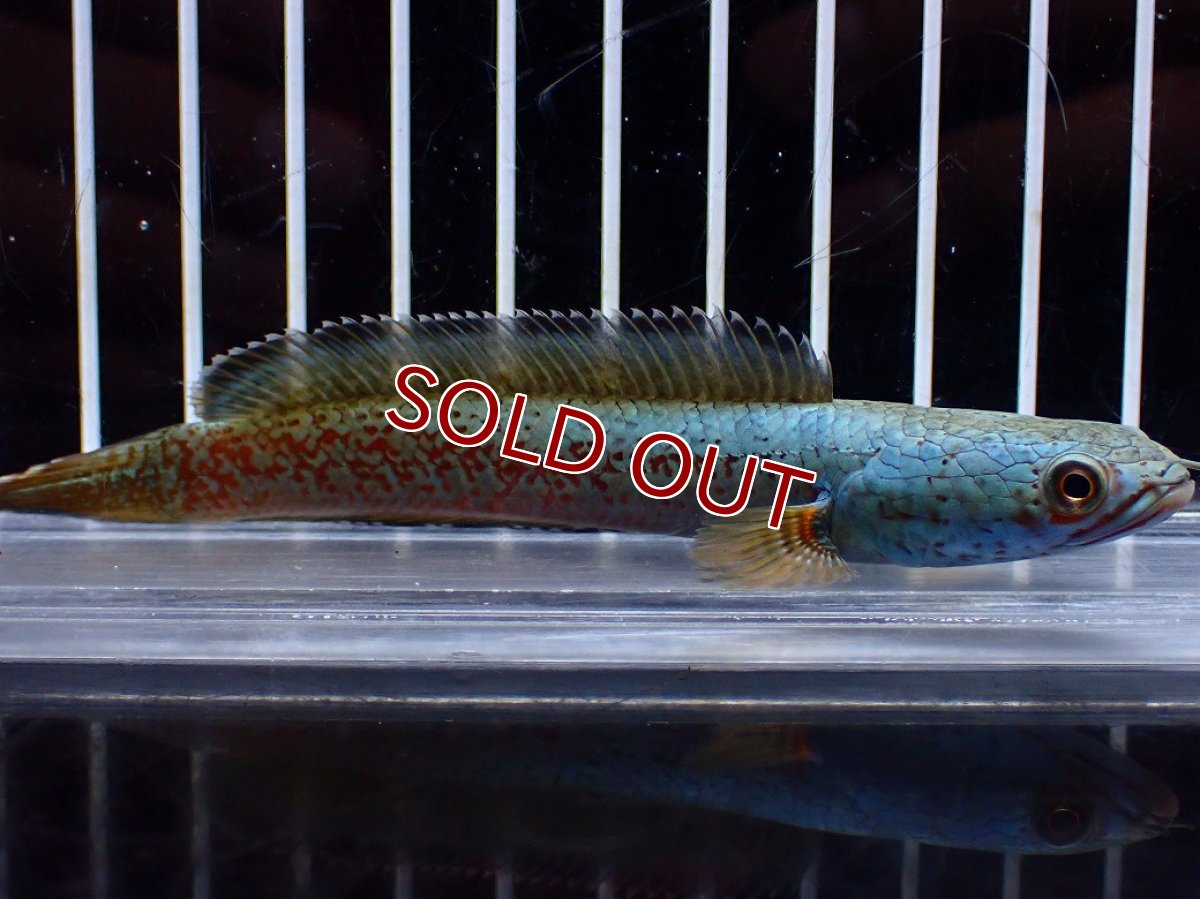 画像4: 【淡水魚】【通販】極上個体 極青 No1 チャンナ sp ゴールドダスト【個体販売】(±10cm)(生体)(熱帯魚)NKO (4)