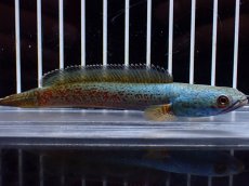 画像4: 【淡水魚】【通販】極上個体 極青 No1 チャンナ sp ゴールドダスト【個体販売】(±10cm)(生体)(熱帯魚)NKO (4)