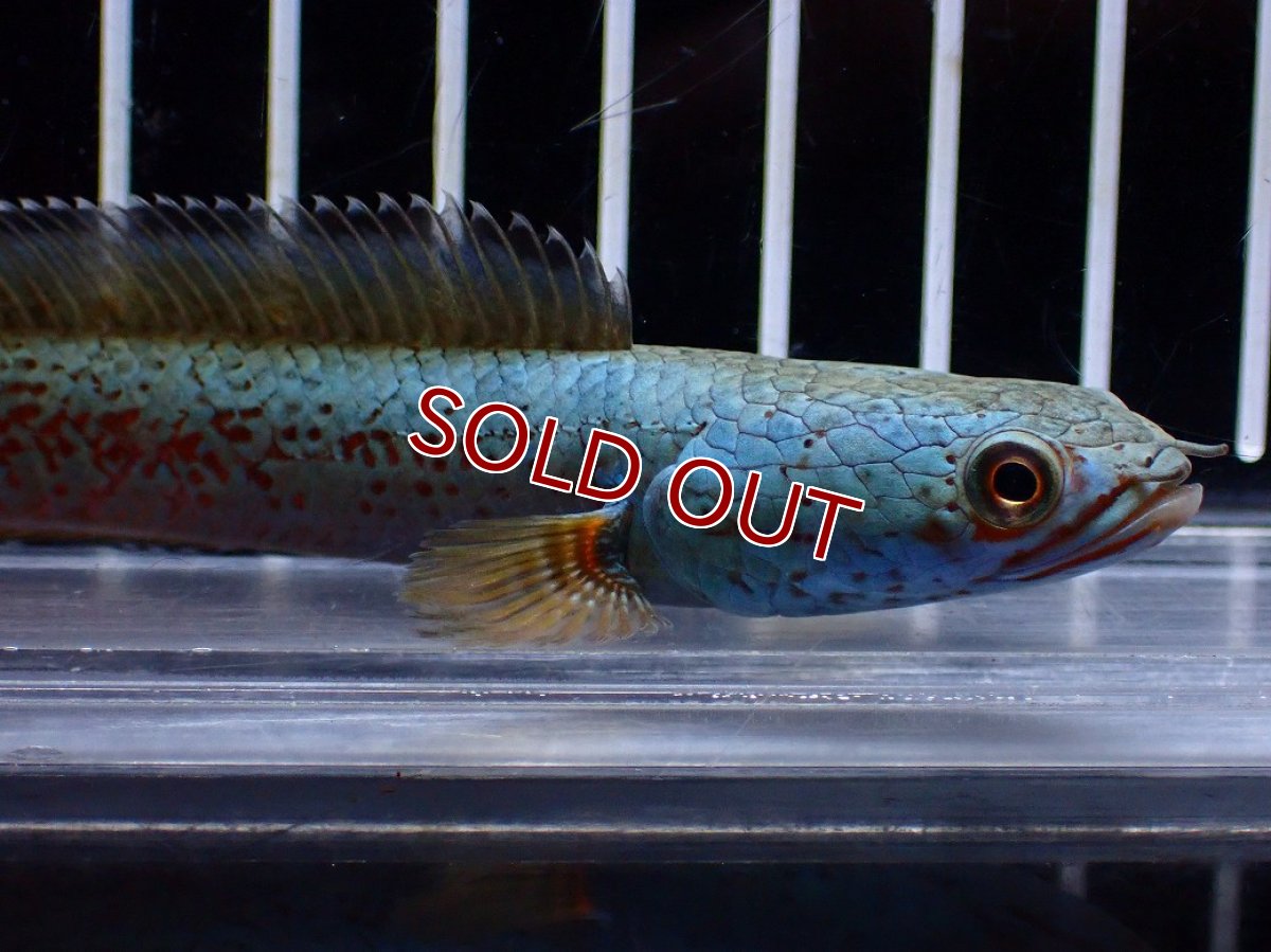 画像5: 【淡水魚】【通販】極上個体 極青 No1 チャンナ sp ゴールドダスト【個体販売】(±10cm)(生体)(熱帯魚)NKO (5)