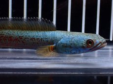 画像5: 【淡水魚】【通販】極上個体 極青 No1 チャンナ sp ゴールドダスト【個体販売】(±10cm)(生体)(熱帯魚)NKO (5)