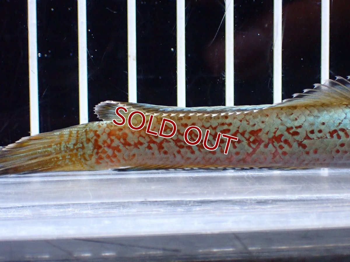 画像6: 【淡水魚】【通販】極上個体 極青 No1 チャンナ sp ゴールドダスト【個体販売】(±10cm)(生体)(熱帯魚)NKO (6)