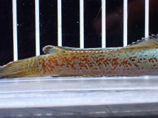 画像6: 【淡水魚】【通販】極上個体 極青 No1 チャンナ sp ゴールドダスト【個体販売】(±10cm)(生体)(熱帯魚)NKO (6)