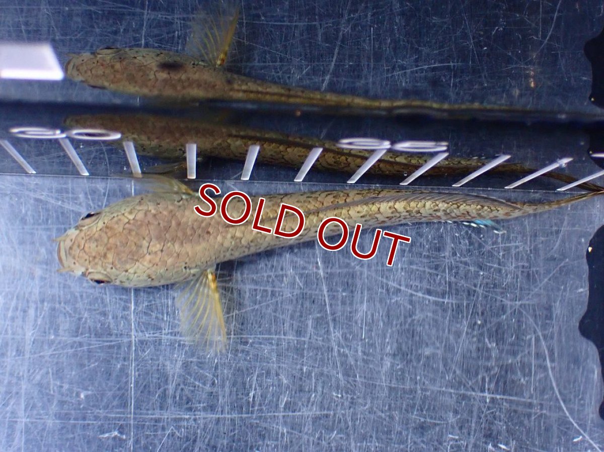 画像7: 【淡水魚】【通販】極上個体 極青 No1 チャンナ sp ゴールドダスト【個体販売】(±10cm)(生体)(熱帯魚)NKO (7)