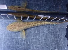 画像7: 【淡水魚】【通販】極上個体 極青 No1 チャンナ sp ゴールドダスト【個体販売】(±10cm)(生体)(熱帯魚)NKO (7)