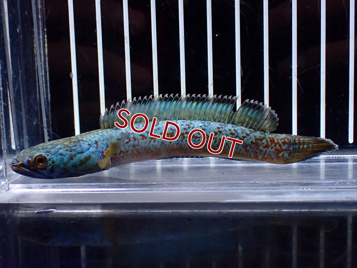 画像1: 【淡水魚】【通販】極上個体 極青 No2 チャンナ sp ゴールドダスト【個体販売】(±10cm)(生体)(熱帯魚)NKO (1)