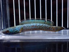 画像1: 【淡水魚】【通販】極上個体 極青 No2 チャンナ sp ゴールドダスト【個体販売】(±10cm)(生体)(熱帯魚)NKO (1)