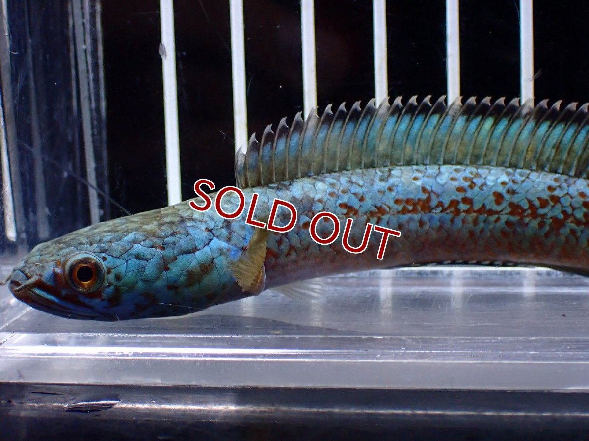 画像2: 【淡水魚】【通販】極上個体 極青 No2 チャンナ sp ゴールドダスト【個体販売】(±10cm)(生体)(熱帯魚)NKO (2)