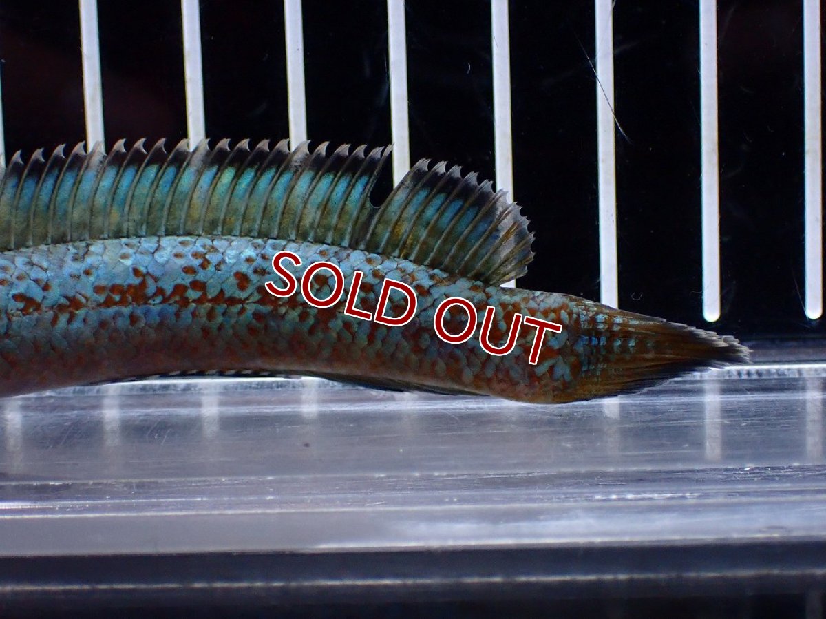 画像3: 【淡水魚】【通販】極上個体 極青 No2 チャンナ sp ゴールドダスト【個体販売】(±10cm)(生体)(熱帯魚)NKO (3)