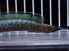 画像3: 【淡水魚】【通販】極上個体 極青 No2 チャンナ sp ゴールドダスト【個体販売】(±10cm)(生体)(熱帯魚)NKO (3)