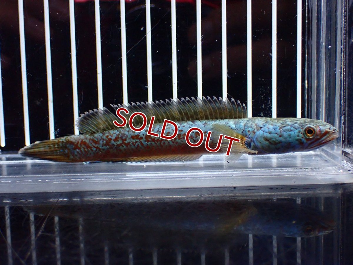 画像4: 【淡水魚】【通販】極上個体 極青 No2 チャンナ sp ゴールドダスト【個体販売】(±10cm)(生体)(熱帯魚)NKO (4)