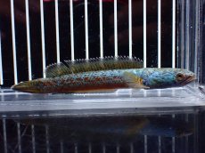画像4: 【淡水魚】【通販】極上個体 極青 No2 チャンナ sp ゴールドダスト【個体販売】(±10cm)(生体)(熱帯魚)NKO (4)