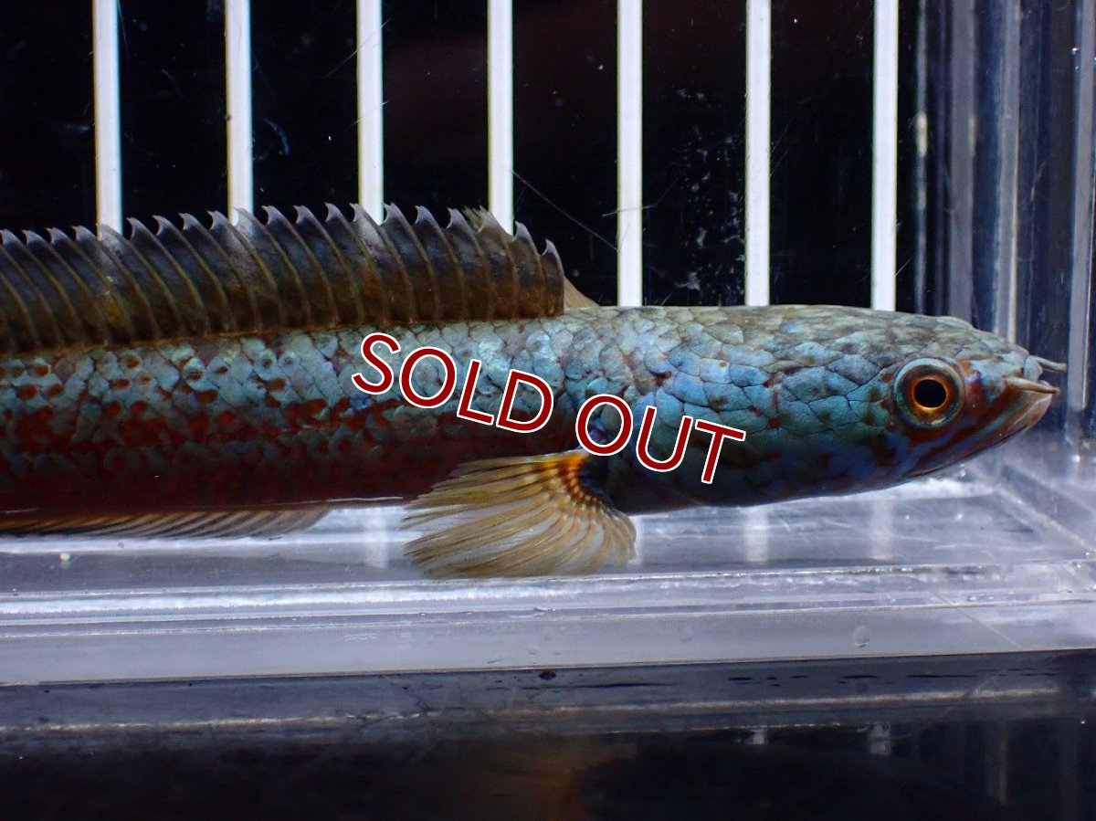 画像5: 【淡水魚】【通販】極上個体 極青 No2 チャンナ sp ゴールドダスト【個体販売】(±10cm)(生体)(熱帯魚)NKO (5)