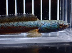 画像5: 【淡水魚】【通販】極上個体 極青 No2 チャンナ sp ゴールドダスト【個体販売】(±10cm)(生体)(熱帯魚)NKO (5)