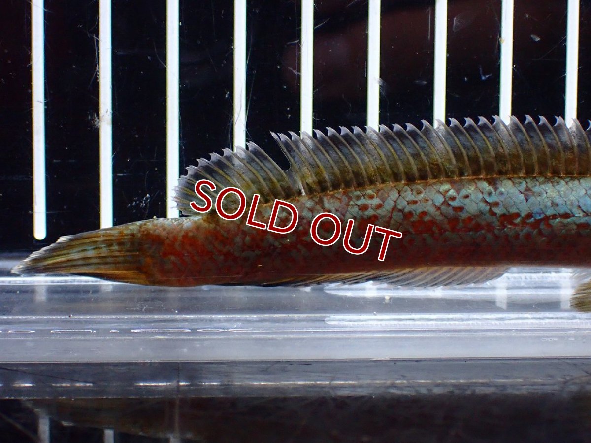 画像6: 【淡水魚】【通販】極上個体 極青 No2 チャンナ sp ゴールドダスト【個体販売】(±10cm)(生体)(熱帯魚)NKO (6)