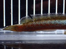 画像6: 【淡水魚】【通販】極上個体 極青 No2 チャンナ sp ゴールドダスト【個体販売】(±10cm)(生体)(熱帯魚)NKO (6)