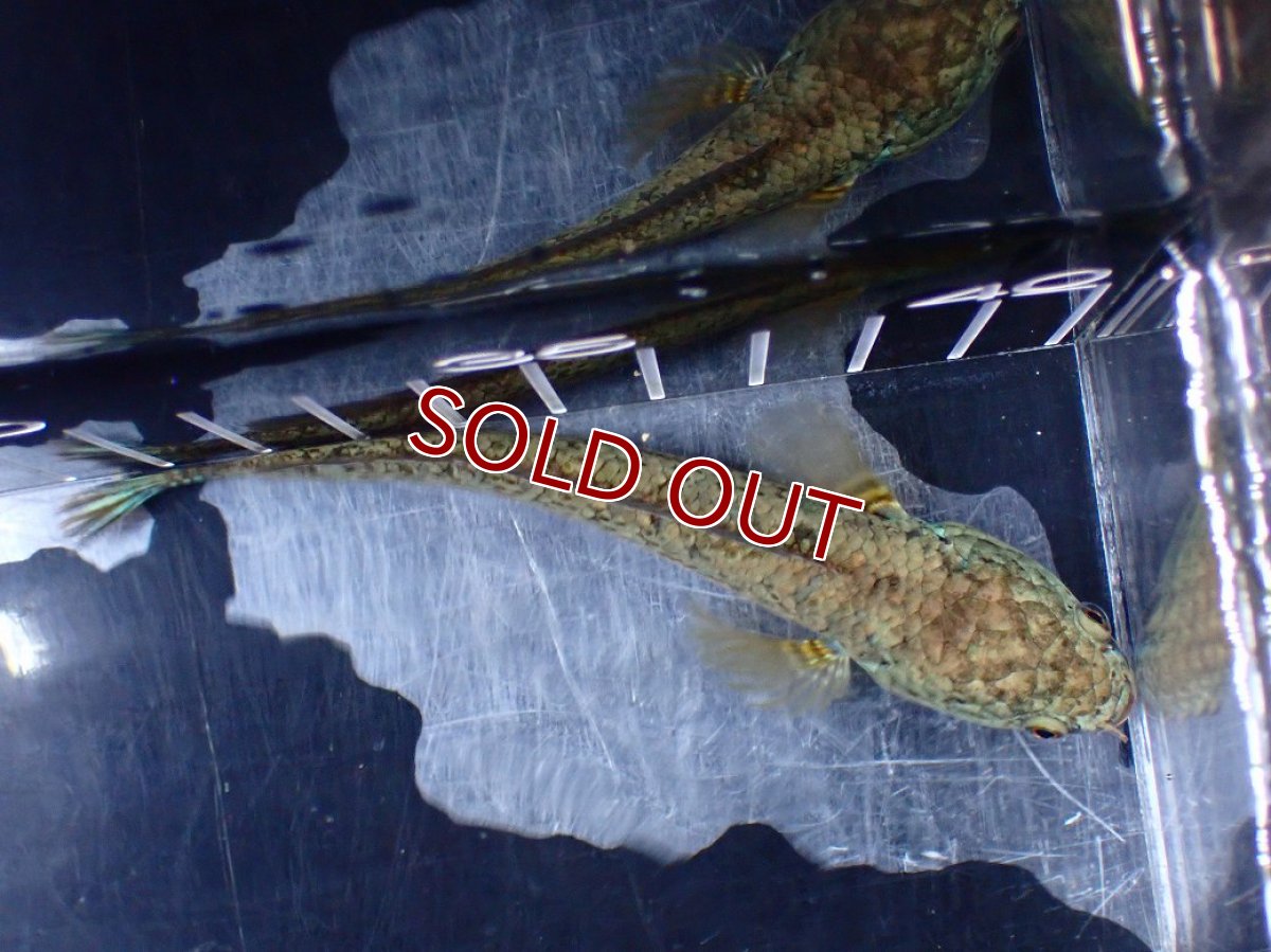 画像7: 【淡水魚】【通販】極上個体 極青 No2 チャンナ sp ゴールドダスト【個体販売】(±10cm)(生体)(熱帯魚)NKO (7)