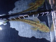 画像7: 【淡水魚】【通販】極上個体 極青 No2 チャンナ sp ゴールドダスト【個体販売】(±10cm)(生体)(熱帯魚)NKO (7)