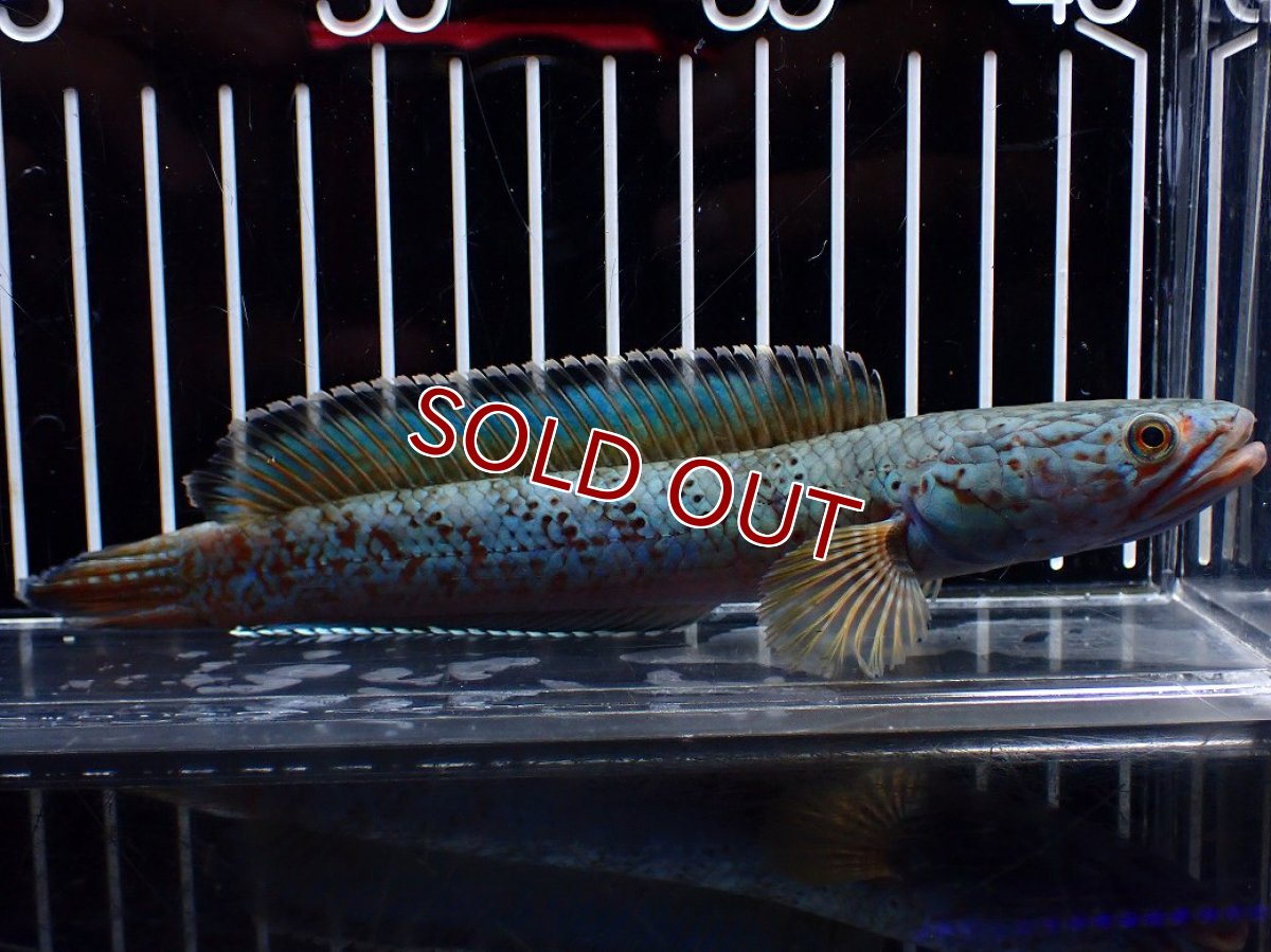 画像1: 【淡水魚】【通販】極上個体 究極極青 No1 チャンナ sp パルダリス【個体販売】(±15cm)(生体)(熱帯魚)NKO (1)