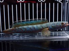 画像1: 【淡水魚】【通販】極上個体 究極極青 No1 チャンナ sp パルダリス【個体販売】(±15cm)(生体)(熱帯魚)NKO (1)