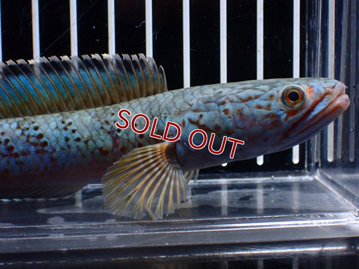 画像2: 【淡水魚】【通販】極上個体 究極極青 No1 チャンナ sp パルダリス【個体販売】(±15cm)(生体)(熱帯魚)NKO (2)
