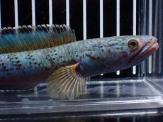 画像2: 【淡水魚】【通販】極上個体 究極極青 No1 チャンナ sp パルダリス【個体販売】(±15cm)(生体)(熱帯魚)NKO (2)