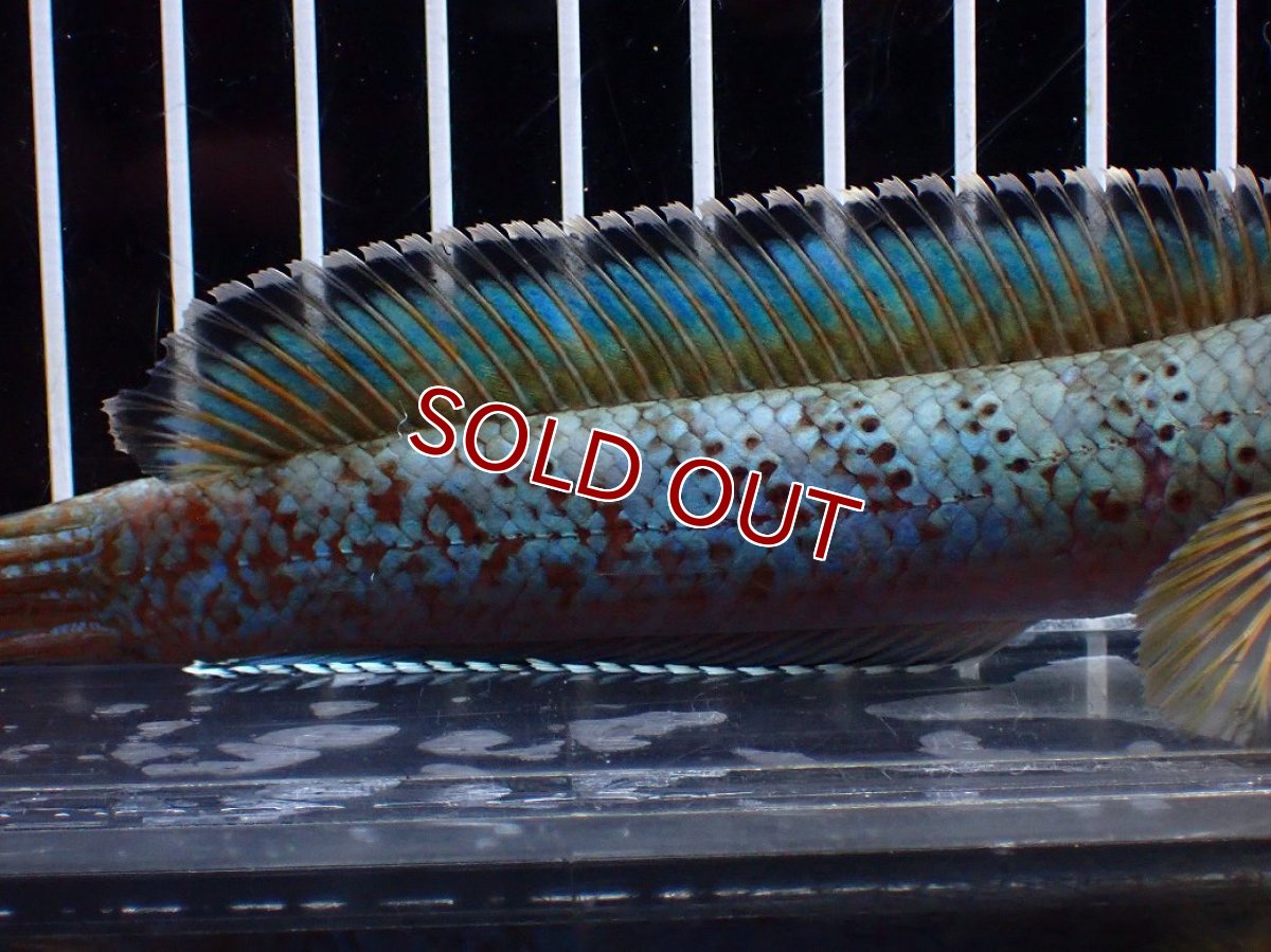 画像3: 【淡水魚】【通販】極上個体 究極極青 No1 チャンナ sp パルダリス【個体販売】(±15cm)(生体)(熱帯魚)NKO (3)