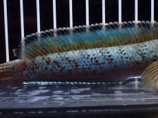画像3: 【淡水魚】【通販】極上個体 究極極青 No1 チャンナ sp パルダリス【個体販売】(±15cm)(生体)(熱帯魚)NKO (3)