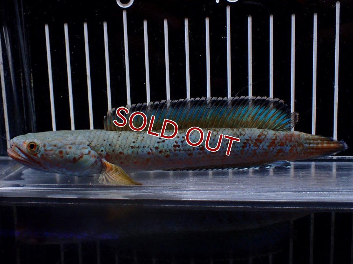 画像4: 【淡水魚】【通販】極上個体 究極極青 No1 チャンナ sp パルダリス【個体販売】(±15cm)(生体)(熱帯魚)NKO (4)
