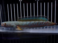 画像4: 【淡水魚】【通販】極上個体 究極極青 No1 チャンナ sp パルダリス【個体販売】(±15cm)(生体)(熱帯魚)NKO (4)