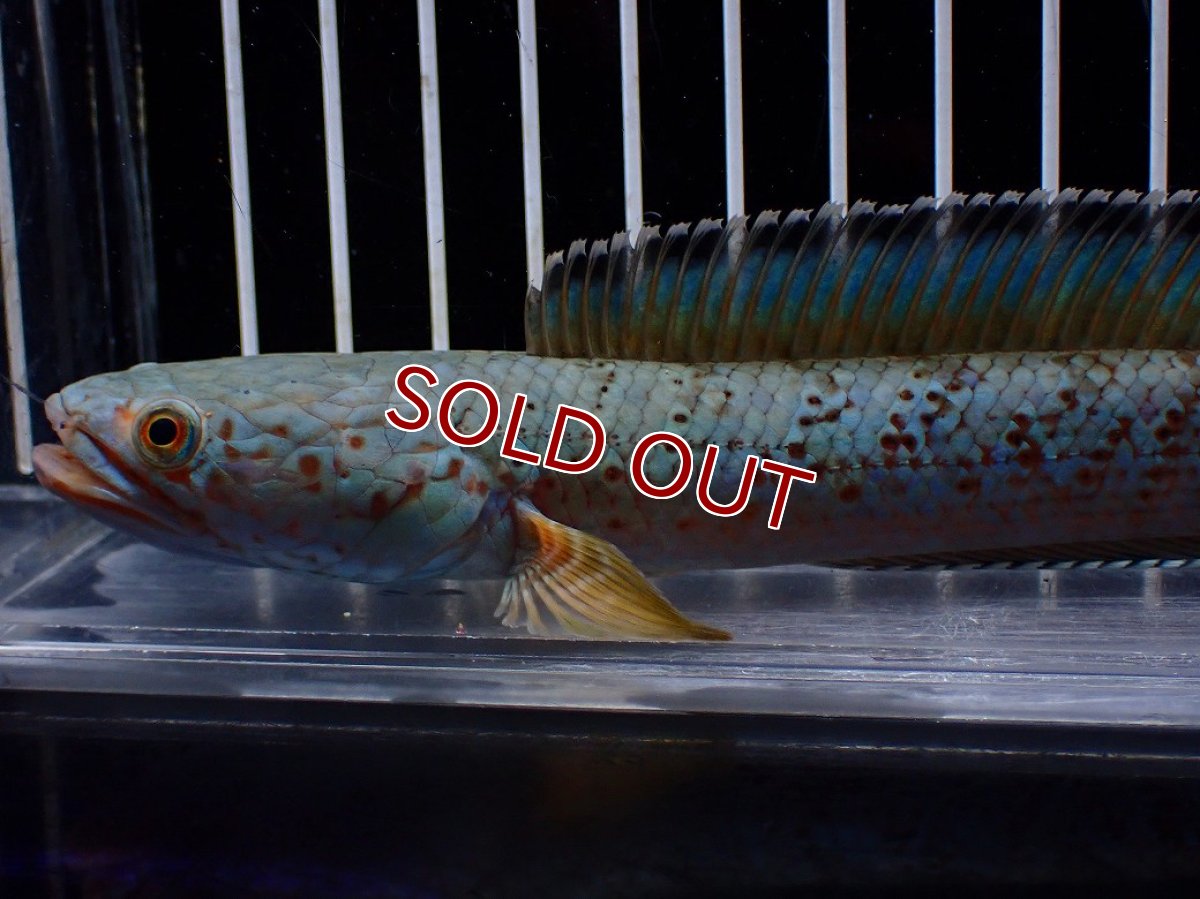 画像5: 【淡水魚】【通販】極上個体 究極極青 No1 チャンナ sp パルダリス【個体販売】(±15cm)(生体)(熱帯魚)NKO (5)