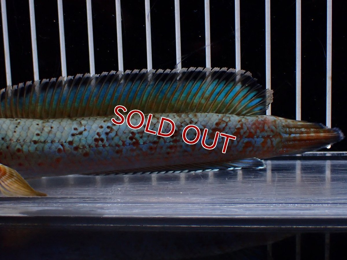 画像6: 【淡水魚】【通販】極上個体 究極極青 No1 チャンナ sp パルダリス【個体販売】(±15cm)(生体)(熱帯魚)NKO (6)