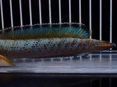 画像6: 【淡水魚】【通販】極上個体 究極極青 No1 チャンナ sp パルダリス【個体販売】(±15cm)(生体)(熱帯魚)NKO (6)