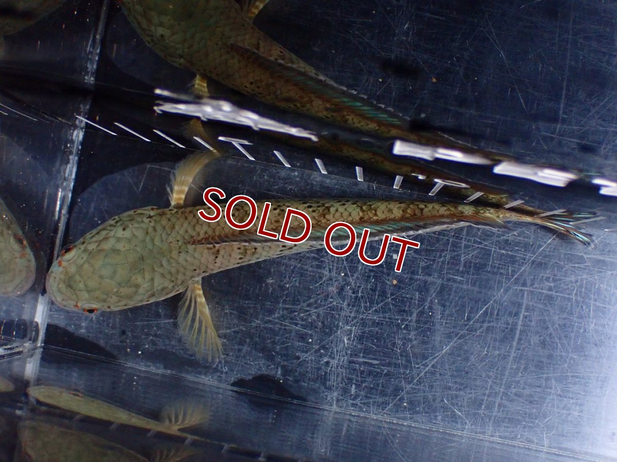 画像7: 【淡水魚】【通販】極上個体 究極極青 No1 チャンナ sp パルダリス【個体販売】(±15cm)(生体)(熱帯魚)NKO (7)