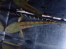 画像7: 【淡水魚】【通販】極上個体 究極極青 No1 チャンナ sp パルダリス【個体販売】(±15cm)(生体)(熱帯魚)NKO (7)