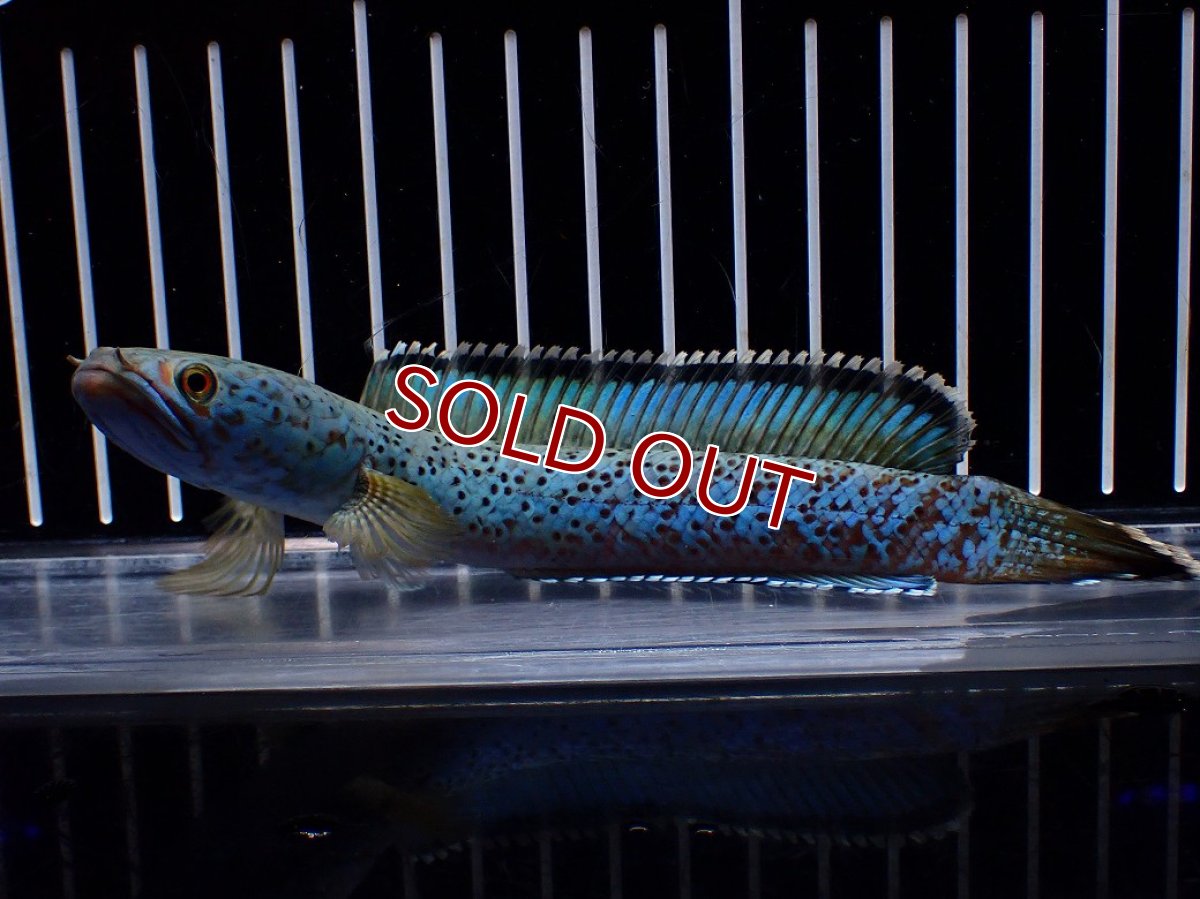 画像1: 【淡水魚】【通販】極上個体 究極極青 No2 チャンナ sp パルダリス【個体販売】(±15cm)(生体)(熱帯魚)NKO (1)