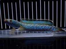 画像1: 【淡水魚】【通販】極上個体 究極極青 No2 チャンナ sp パルダリス【個体販売】(±15cm)(生体)(熱帯魚)NKO (1)