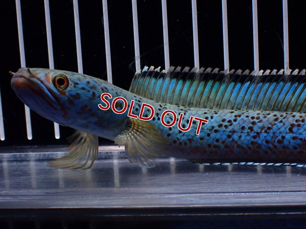 画像2: 【淡水魚】【通販】極上個体 究極極青 No2 チャンナ sp パルダリス【個体販売】(±15cm)(生体)(熱帯魚)NKO (2)