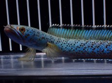 画像2: 【淡水魚】【通販】極上個体 究極極青 No2 チャンナ sp パルダリス【個体販売】(±15cm)(生体)(熱帯魚)NKO (2)