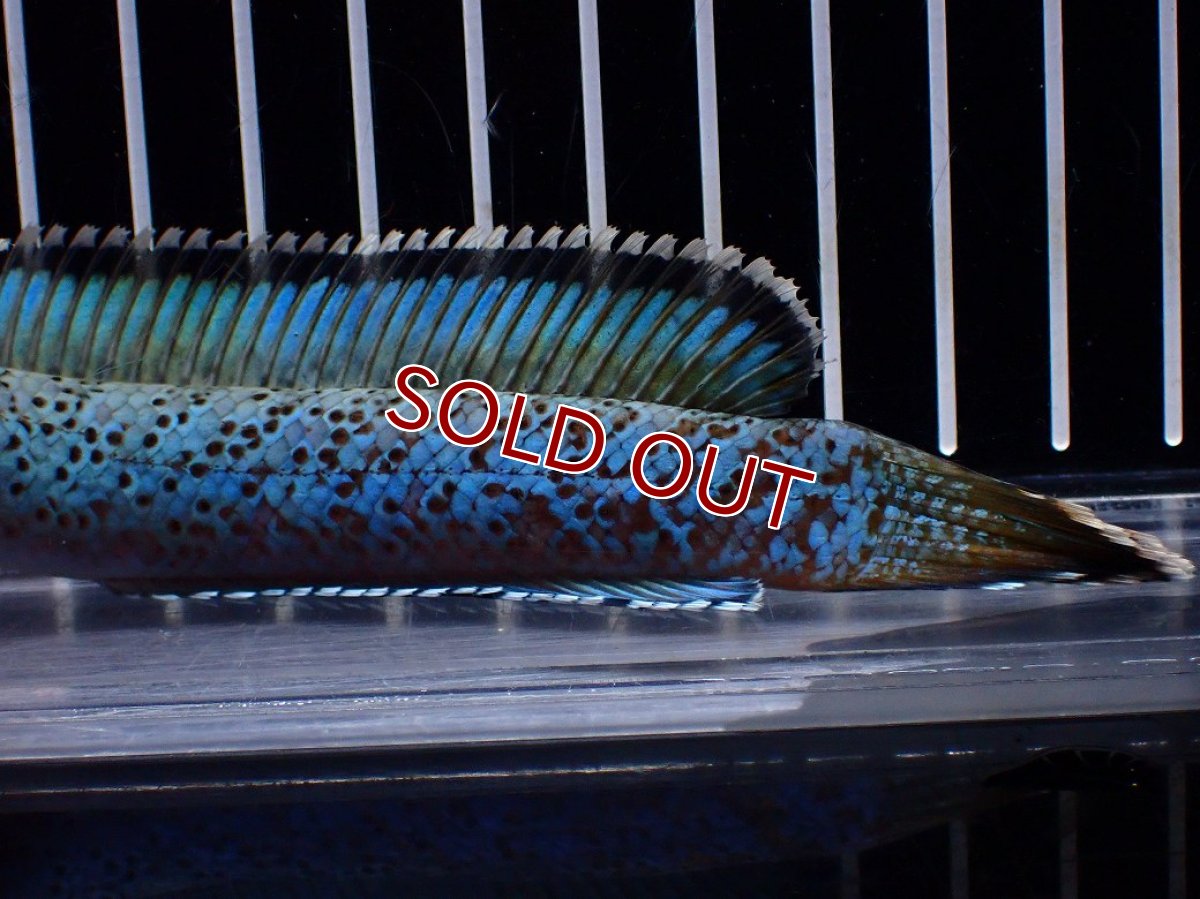 画像3: 【淡水魚】【通販】極上個体 究極極青 No2 チャンナ sp パルダリス【個体販売】(±15cm)(生体)(熱帯魚)NKO (3)