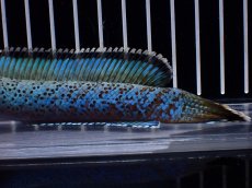 画像3: 【淡水魚】【通販】極上個体 究極極青 No2 チャンナ sp パルダリス【個体販売】(±15cm)(生体)(熱帯魚)NKO (3)
