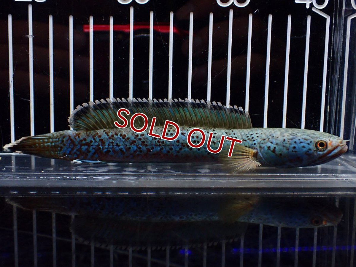 画像4: 【淡水魚】【通販】極上個体 究極極青 No2 チャンナ sp パルダリス【個体販売】(±15cm)(生体)(熱帯魚)NKO (4)